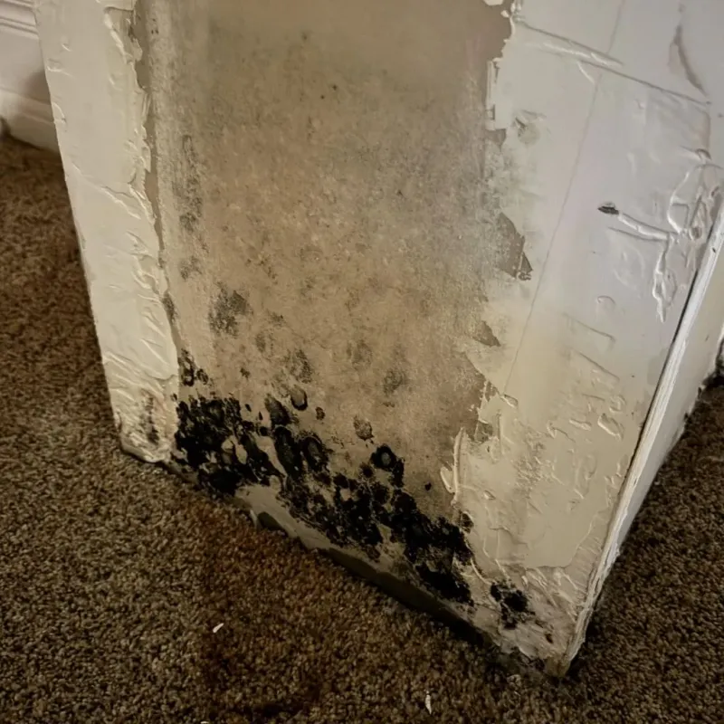 Professional Mold Removal in Gillespie, IL